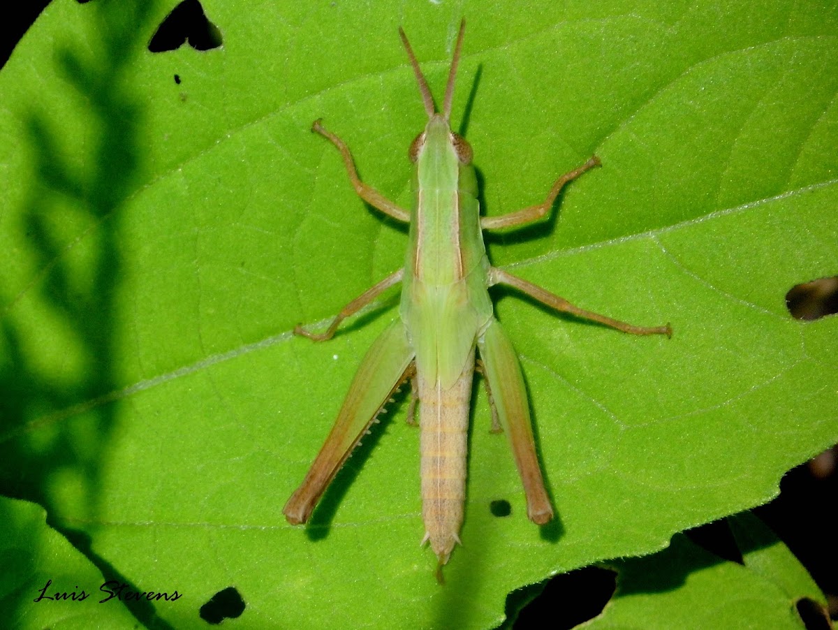 Green grasshopper nymph