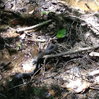 Yellowbelly water snake
