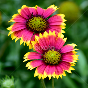 by Nani Garu - Flowers Flowers in the Wild