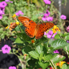 Gulf fritillary