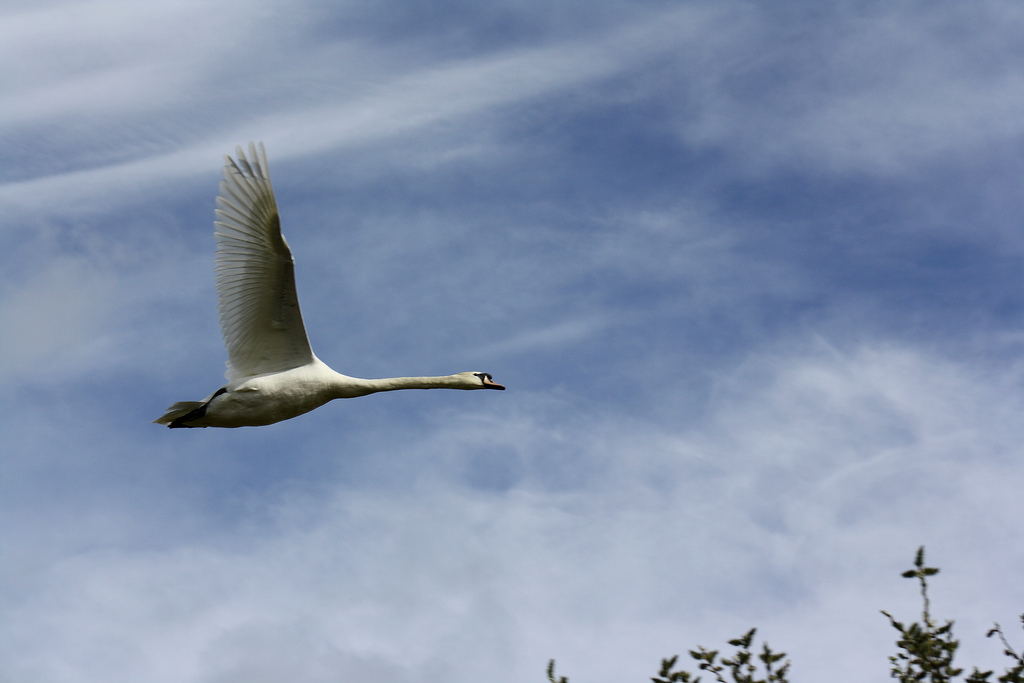 Mute Swan