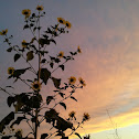 Oklahoma Sunflower