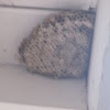Abandoned Wasp Nest