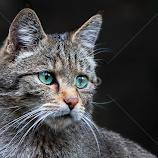 by Renos Hadjikyriacou -  