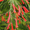 Firecracker plant, Coral plant