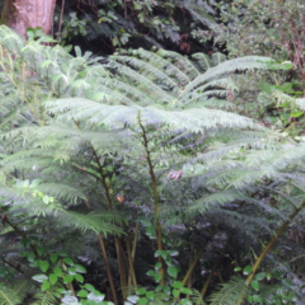Hawaiian treefern Project Noah