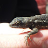 Texas Spiny Lizard