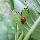 Ladybug beetle 