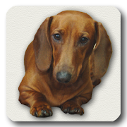 Dachshund sad song DONATE