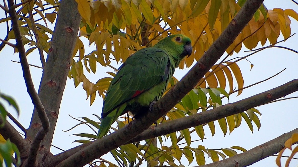 Blue-fronted Parrot (papagaio-verdadeiro)