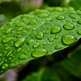 REJUVENENCER VERDE : COMO NATURALEZA RENUEVA USTED ? by Yako Laverde - Nature Up Close Natural Waterdrops