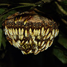 Nocturnal paper wasps & nest