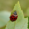 Japanese multi-colored lady beetle