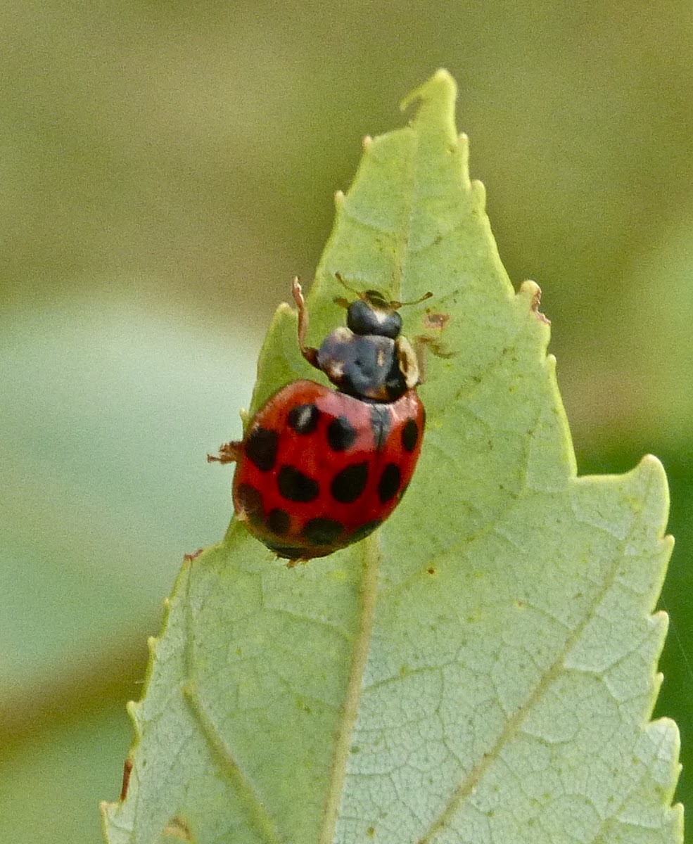 Japanese multi-colored lady beetle