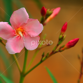 The Pinki by Akash Kumar - Novices Only Flowers & Plants