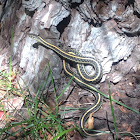 Plains Garter snake