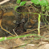 cottonmouth moccasin