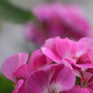 香草菲菲 芳香植物博物館