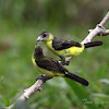 Lemon-rumped Tanager (female feeding young bird)