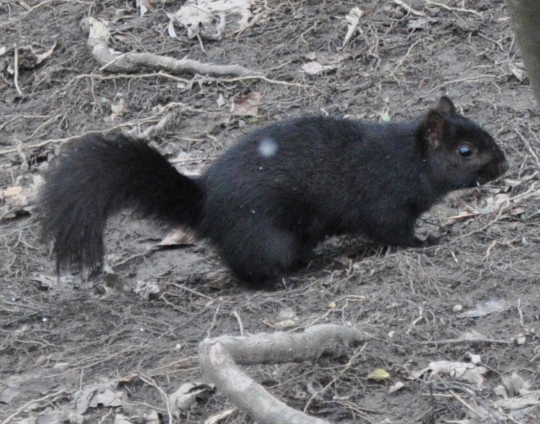 Black phase gray squirrel