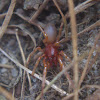 Woodlouse Hunter