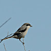 loggerhead shrike