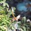 Dragonfly (Libellula)
