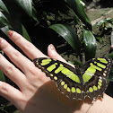 Malachite butterfly subsp biplagiata