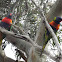 Lorikeets with nest