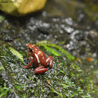 Phantasmal Poison Frog