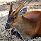 Indian Muntjac