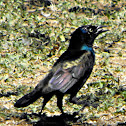 Common Grackle