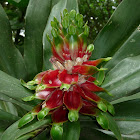 Costus flower