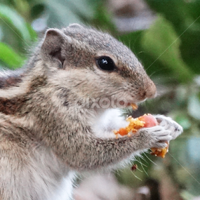 Northern palm squirrel  by Apu Jaman - Uncategorized All Uncategorized