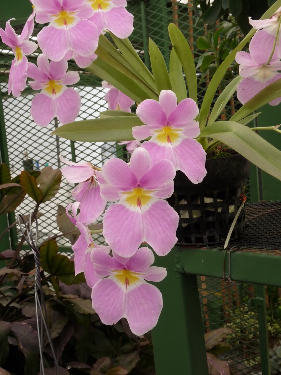 Miltonia orchid
