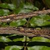 Stick Insect, Phasmid - Pair