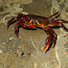 Riverine Crab