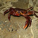 Riverine Crab