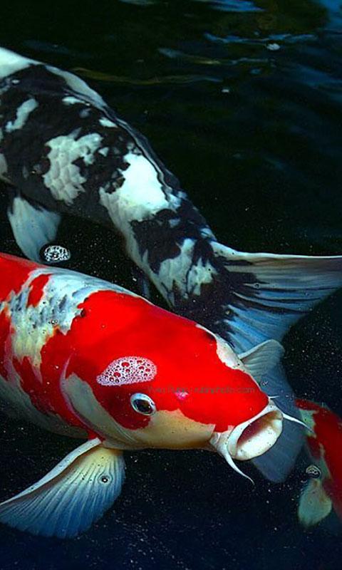 Ikan Koi