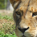 Lion-  female (lioness)