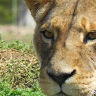 Lion-  female (lioness)