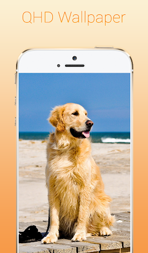 Golden Retriever Wallpapers