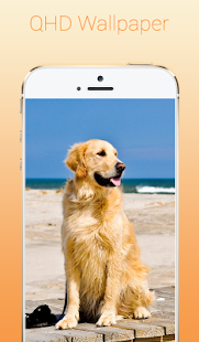 Free Download Golden Retriever Wallpapers APK for PC