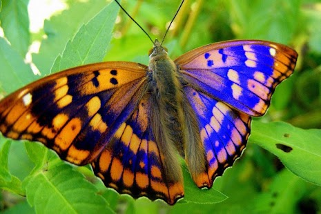 Lastest Butterfly HD Photo APK