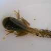 tadpole/frog