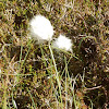 Bog cotton/ Cotton grass