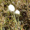 Bog cotton/ Cotton grass