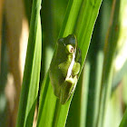 Green tree frog