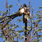 White-backed Mousebird