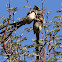 White-backed Mousebird